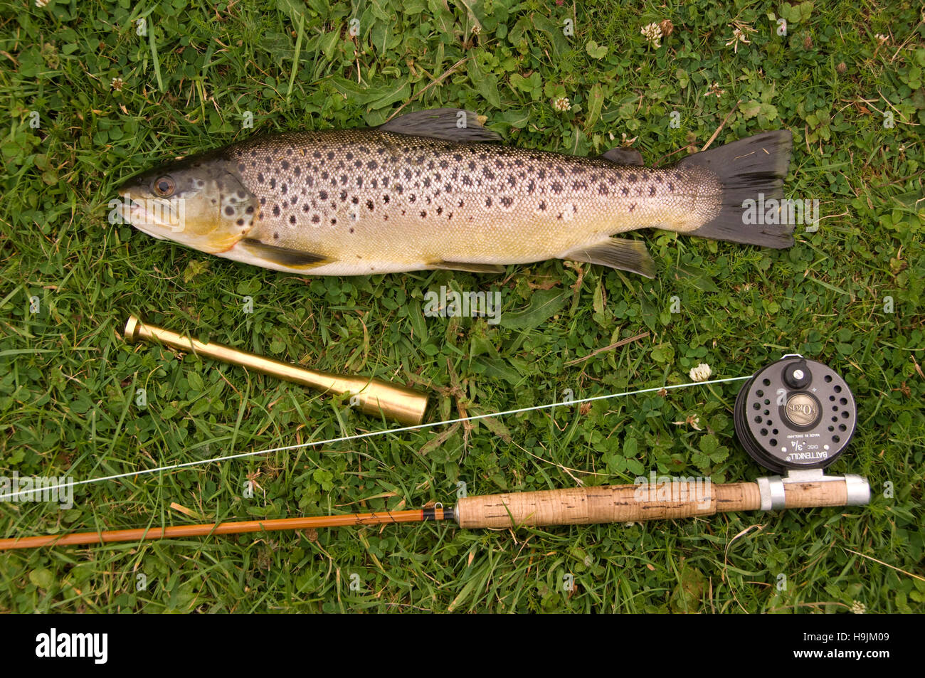 Brown trout uk hires stock photography and images Alamy