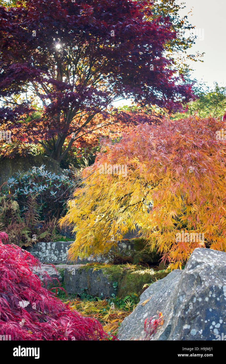 Acer palmatum dissectum in fall. Japanese maple in autumn changing colour on the rockery in RHS Wisley Gardens, Surrey, UK Stock Photo