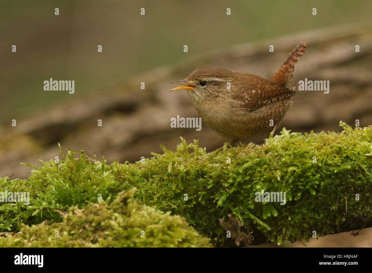 A Wren (Troglodytes troglodytes) eating an insect that it has just found in the Moss. Stock Photo
