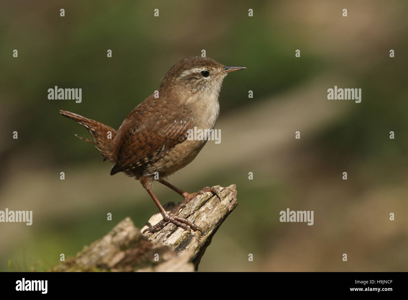 A Wren (Troglodytes troglodytes) perched on a tree stump. Stock Photo