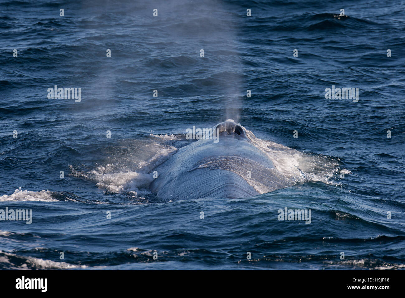 Blue whale (Balaenoptera musculus) surfacing to breathe and showing blow caused by expelling air and mucus through the blowhole Stock Photo