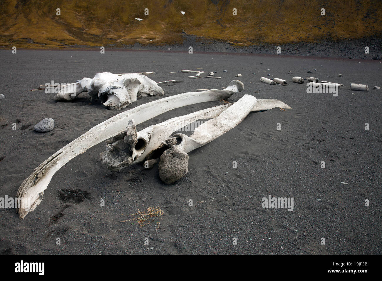 Old bleached bones of bowhead whale (Balaena mysticetus) on beach of Jan Mayen Island, Norway Stock Photo