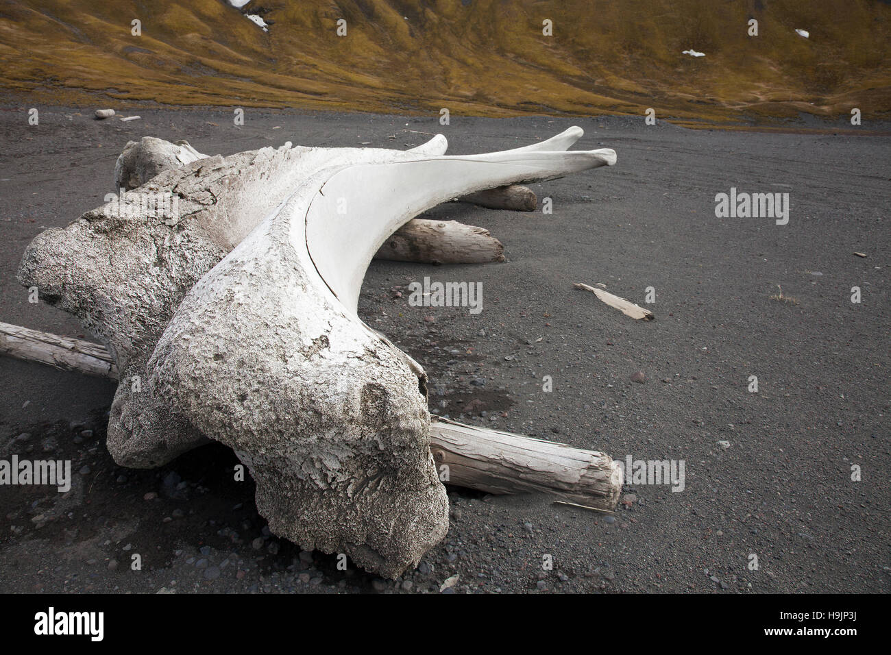 Old bleached bones of bowhead whale (Balaena mysticetus) on beach of Jan Mayen Island, Norway Stock Photo