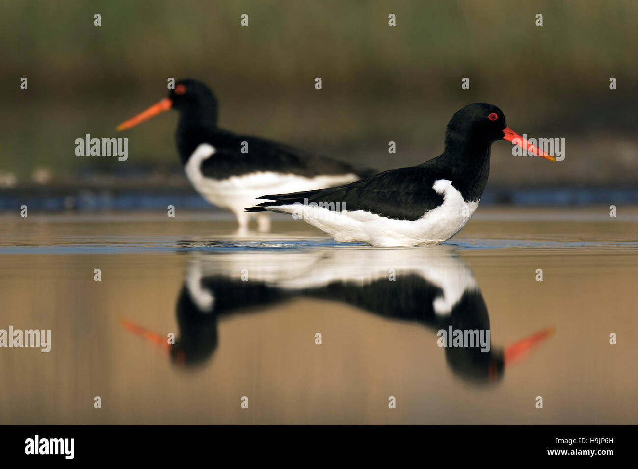 Two Eurasian oystercatchers / common pied oystercatcher (Haematopus ostralegus) foraging in shallow water of pond in wetland Stock Photo