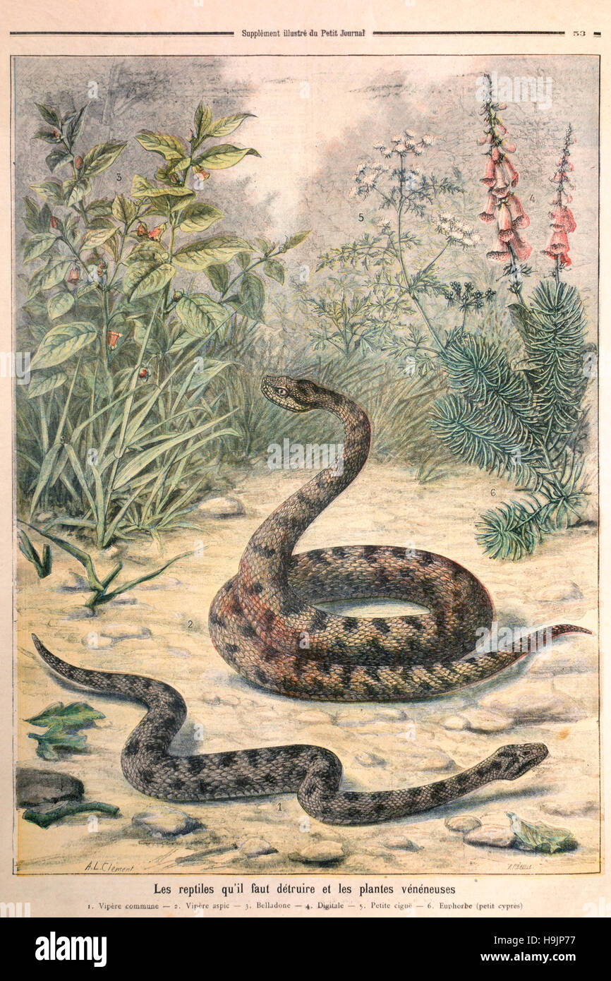 Poisonous reptiles and plants illustrated in Le Petit Journal, 1897 Stock Photo