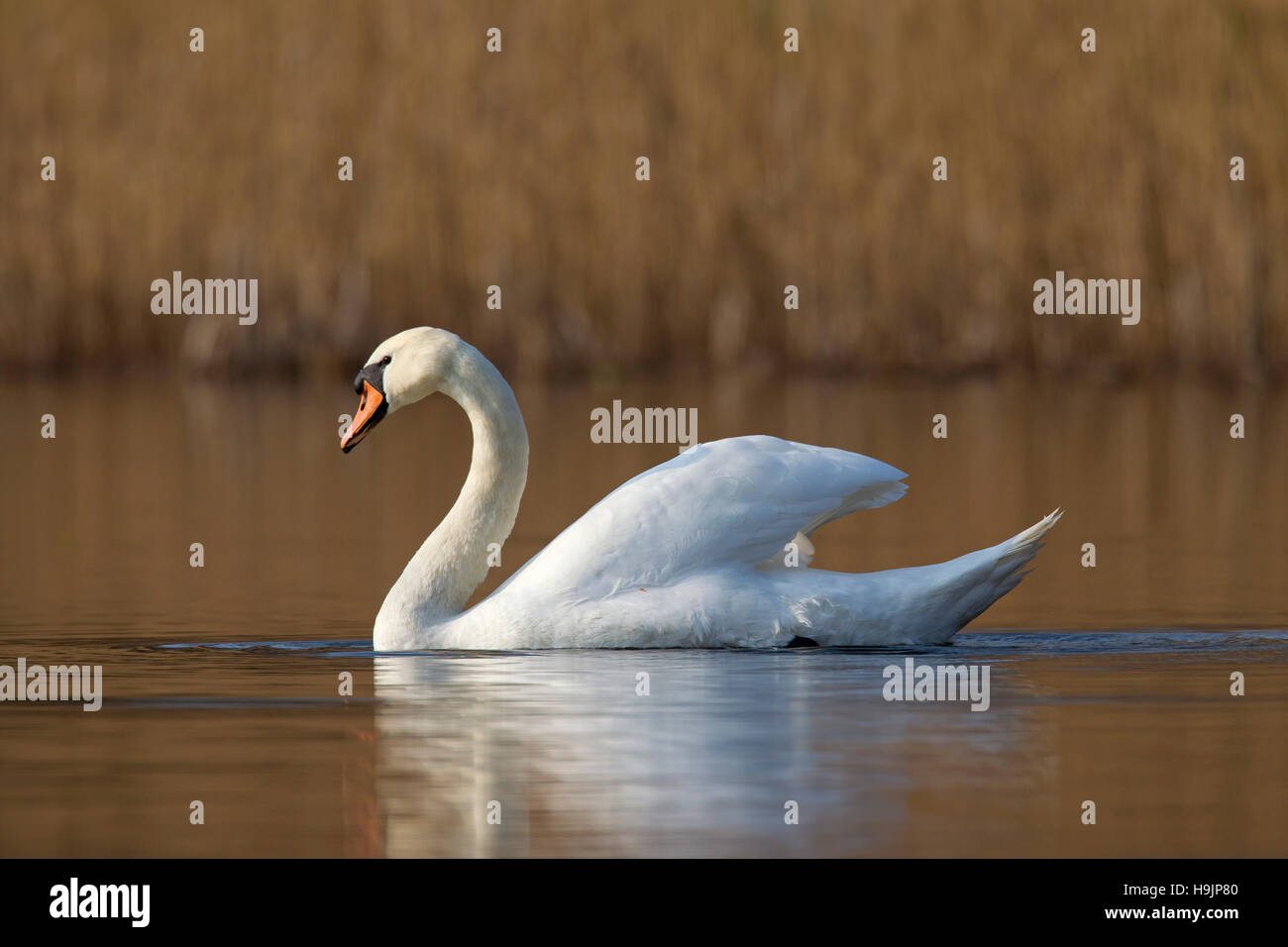 Mute swan (Cygnus olor) female swimming in lake in spring Stock Photo