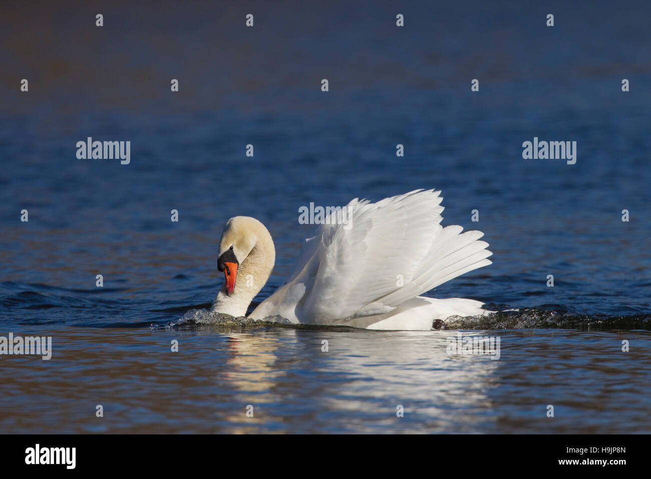 Territorial busking mute swan (Cygnus olor) male in threat display
