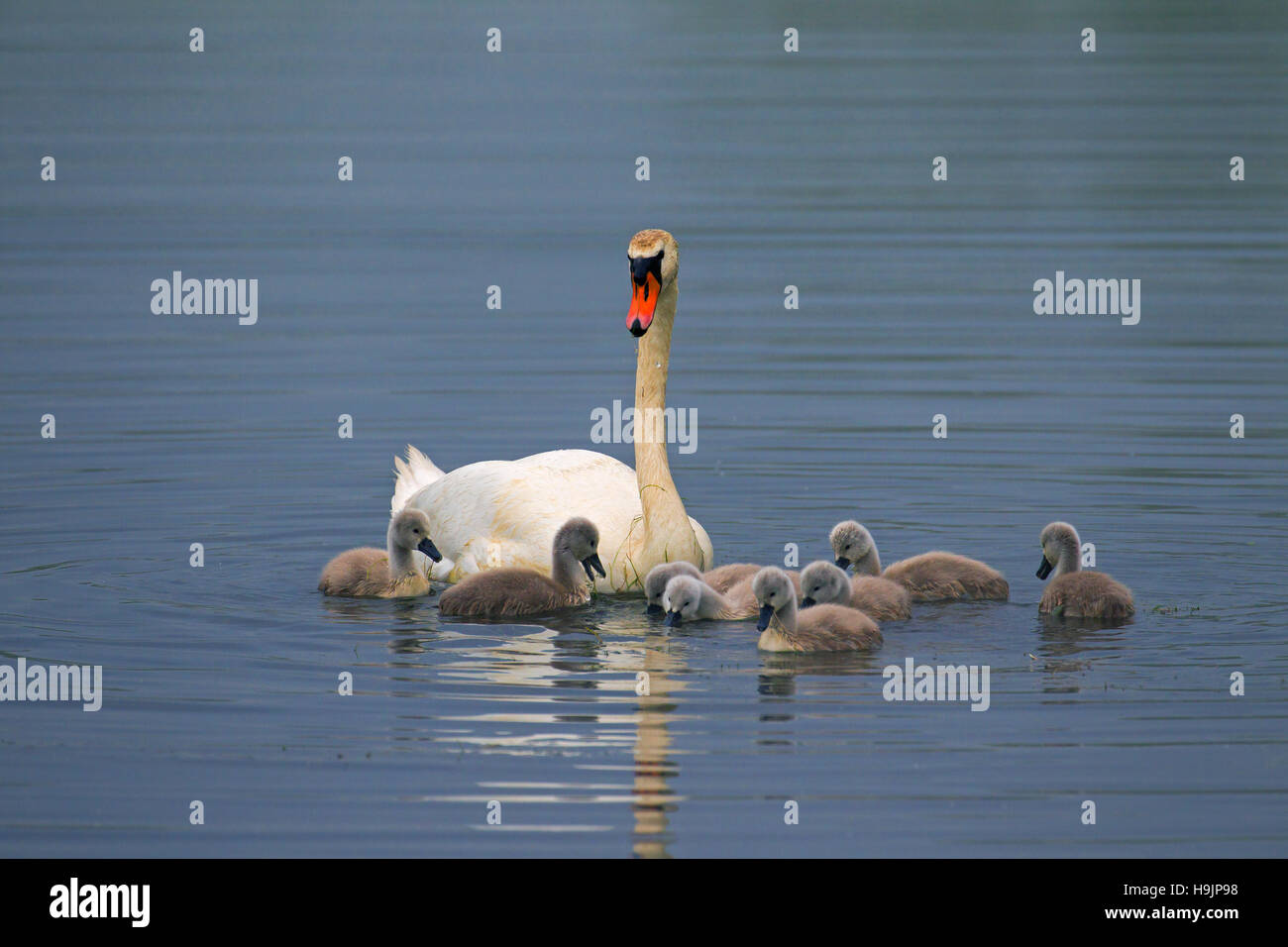 Mute swan (Cygnus olor) with young / cygnets feeding in lake in spring Stock Photo