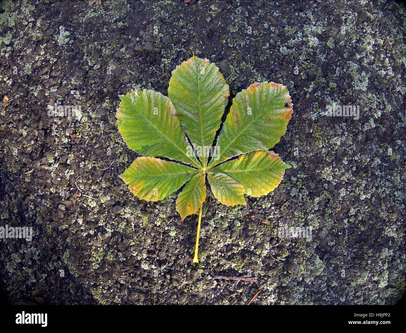 Abstract leaf backgrounds fallen leaves on the forest floor Stock Photo