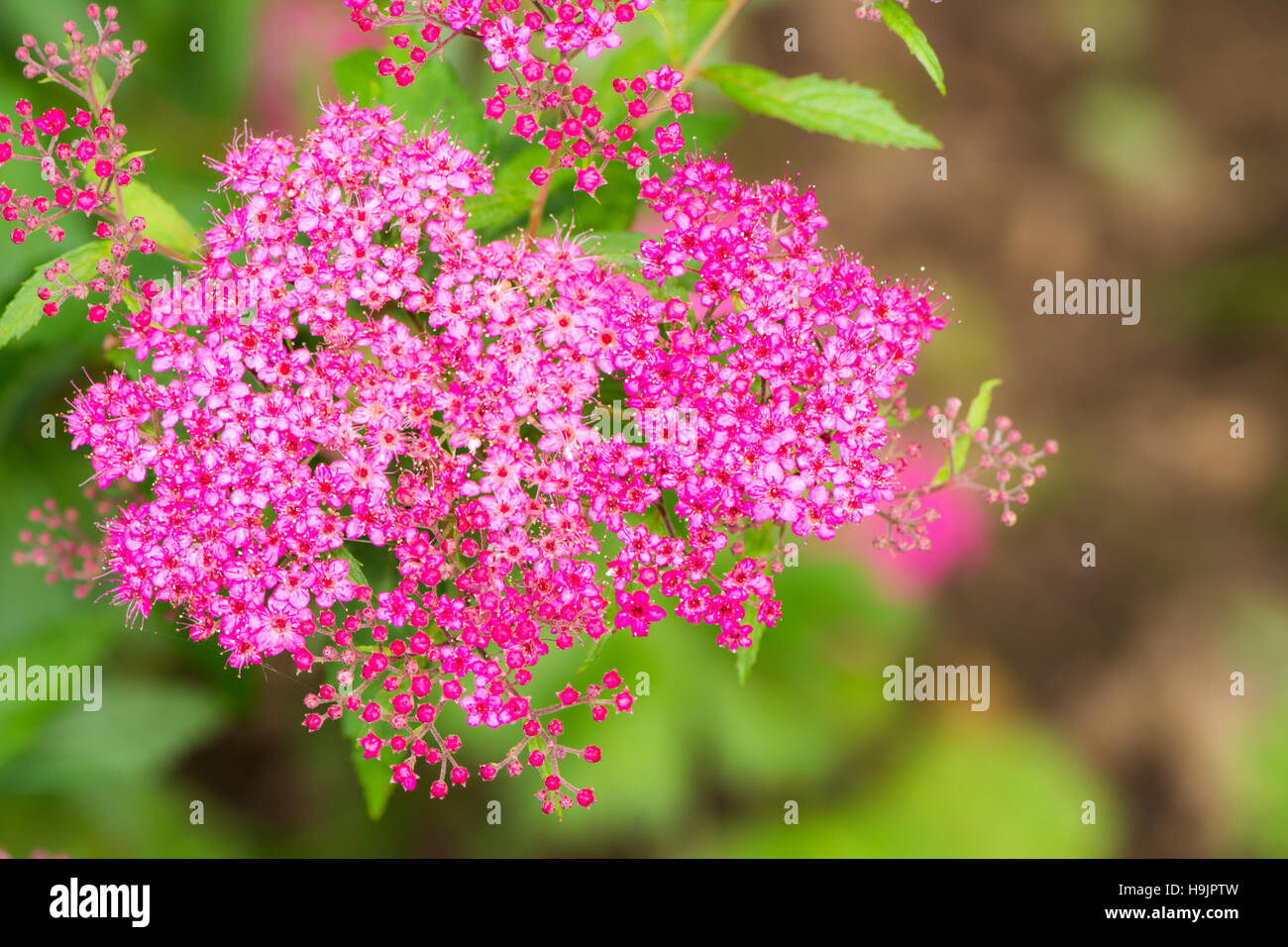 Blossoms of a flowering spiraea japonica bush Stock Photo