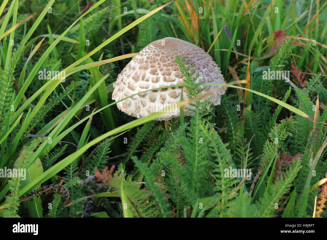 Small ragged parasol mushroom in the grass Stock Photo