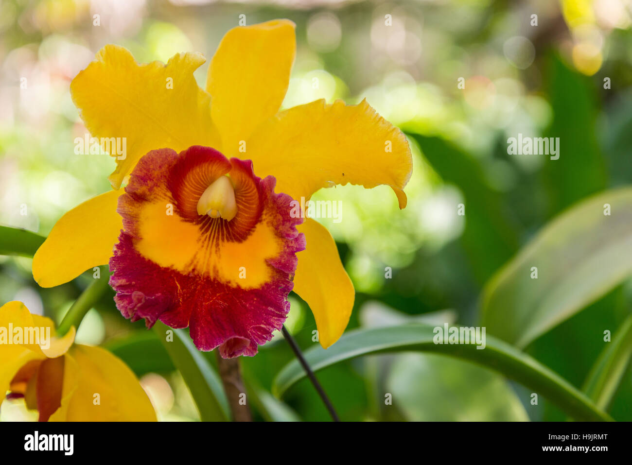 Yellow and red Cattleya orchid in flower Stock Photo