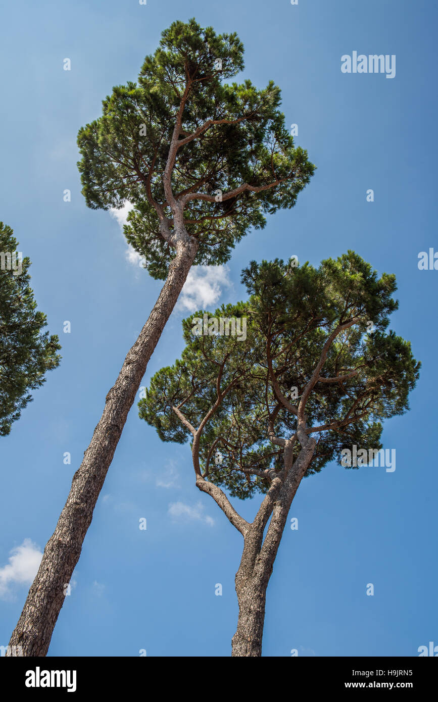 Mediterranean pine (Pinus brutia) growing in Italy Stock Photo