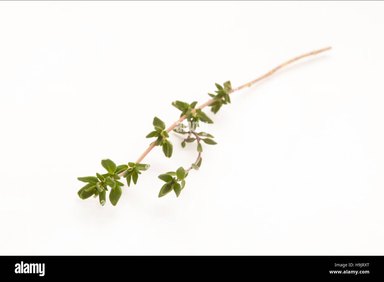 Sprig of thyme isolated against white Stock Photo Alamy