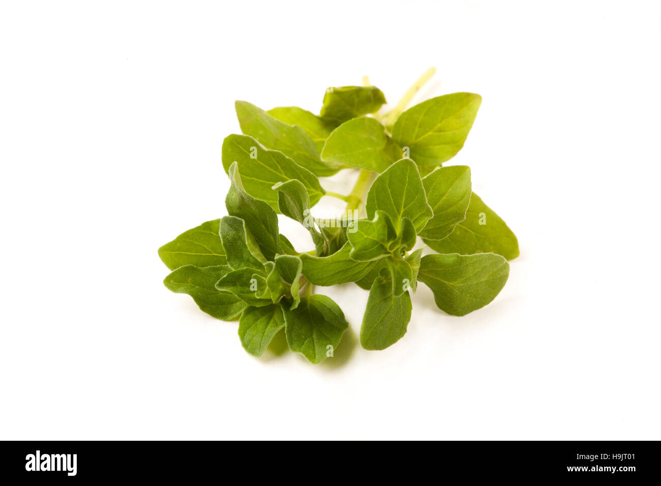 Sprig of oregano hires stock photography and images Alamy