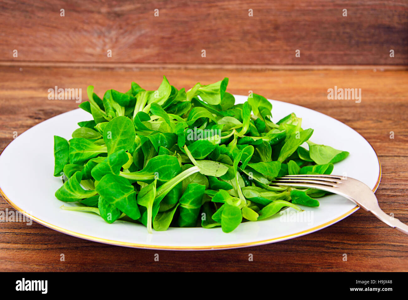 Green Fresh Salad Stock Photo