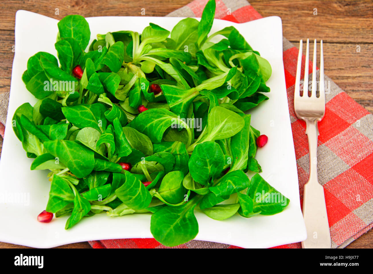 Green Fresh Salad on Plate Studio Photo Stock Photo