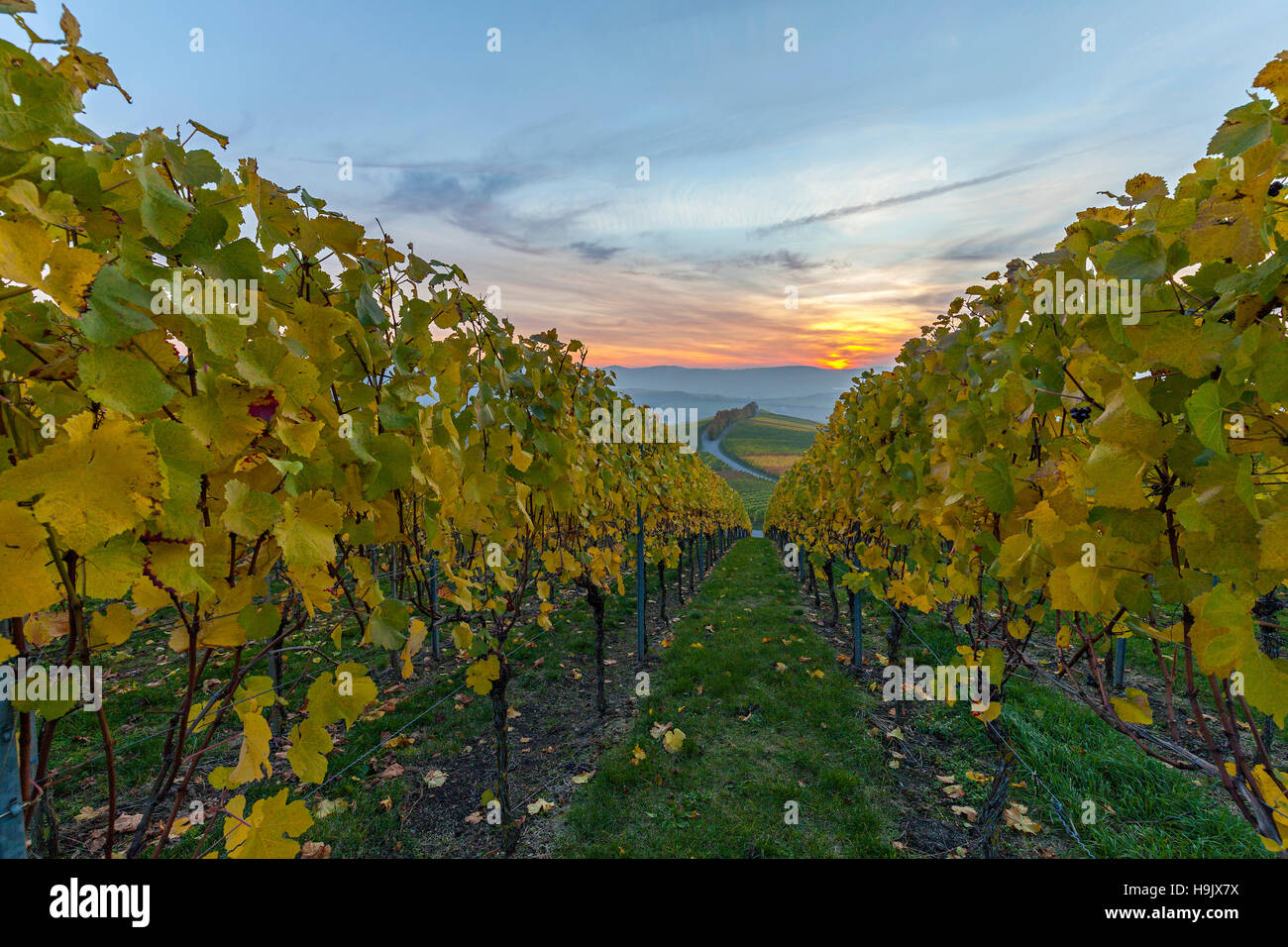 Germany, Baden-Wuerttemberg, Michelbach, vineyard in the evening Stock Photo