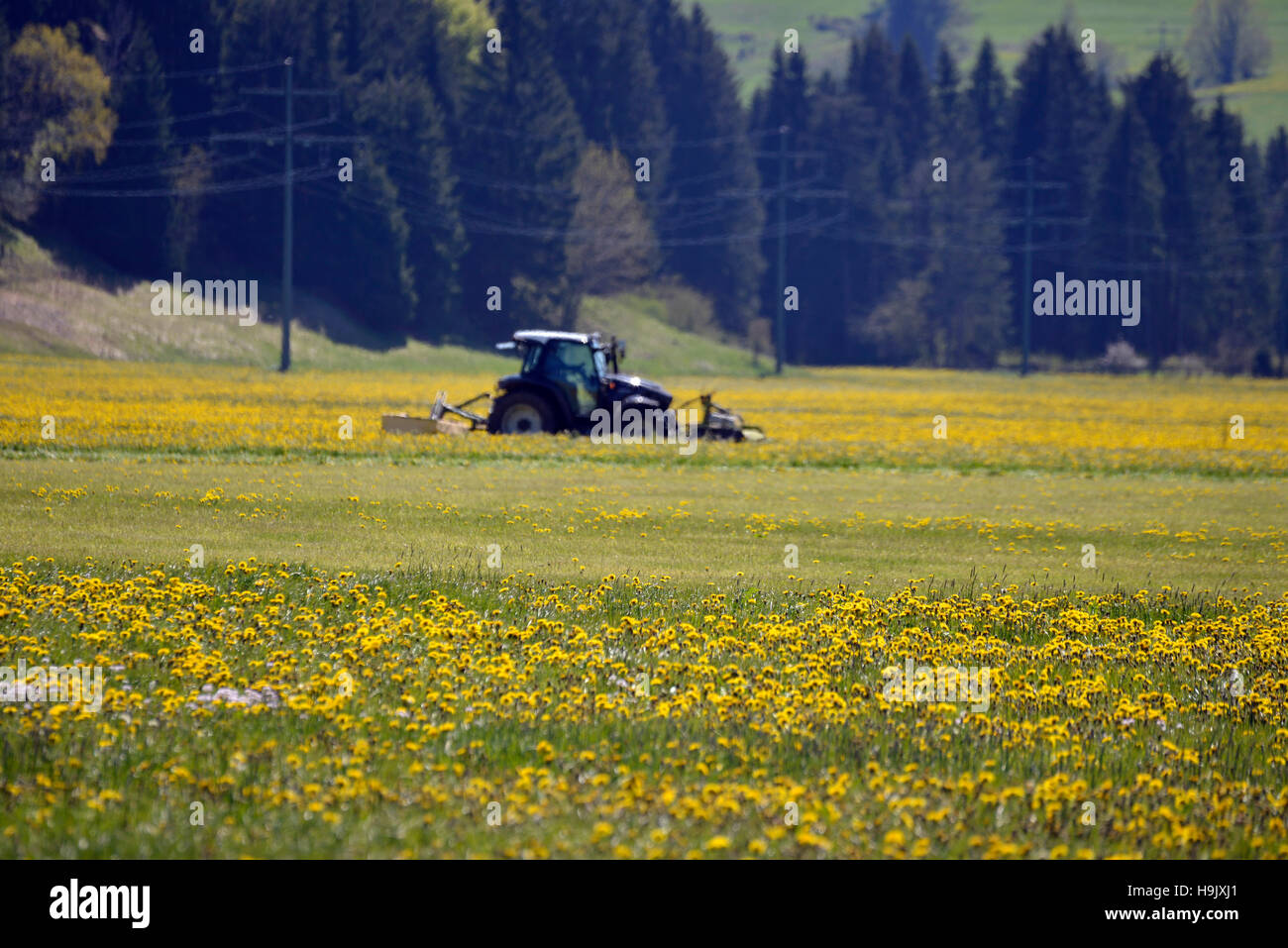 Tractor on a field behind a dandelion meadow Stock Photo