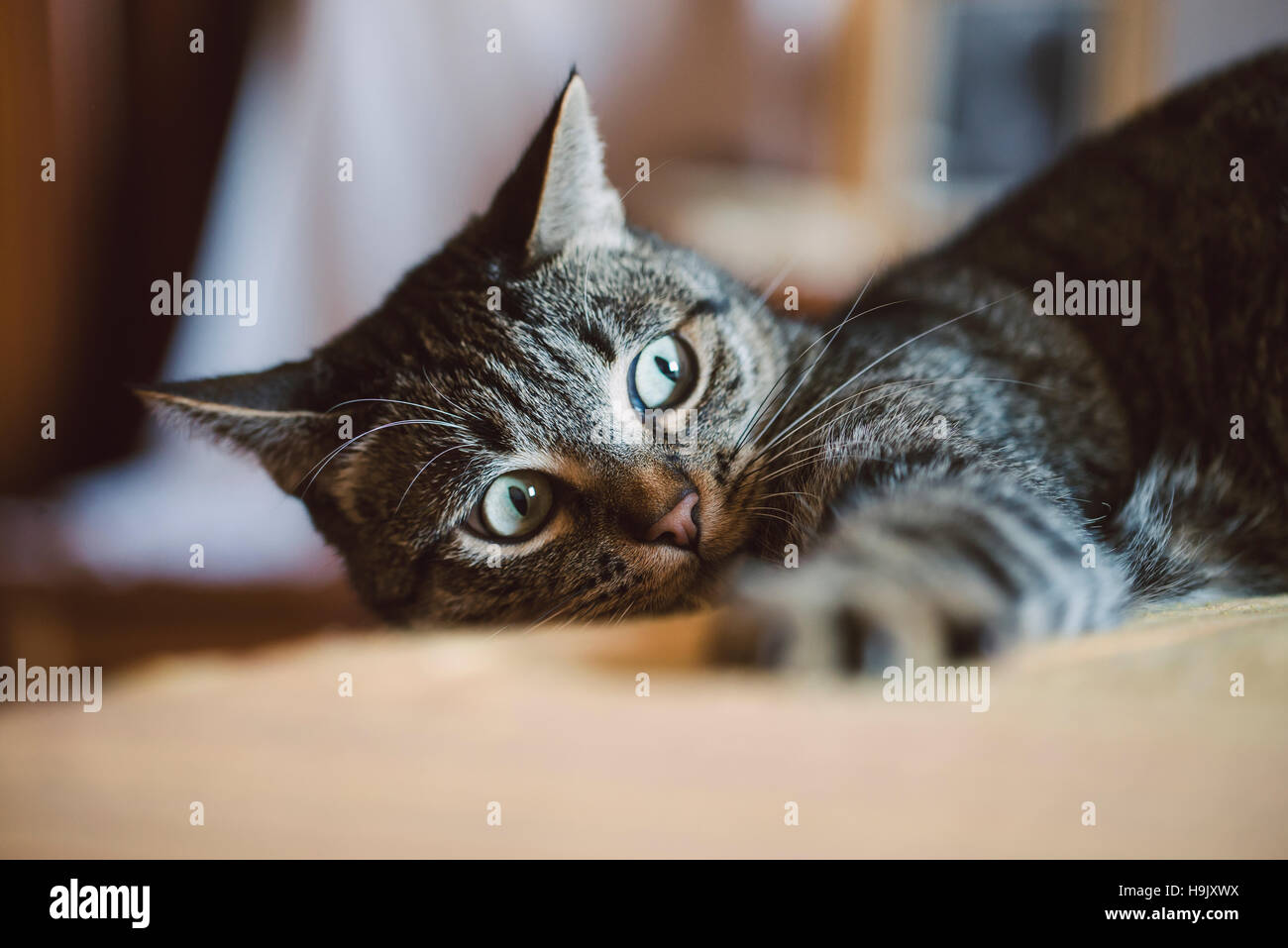 Staring watching hi-res stock photography and images - Alamy