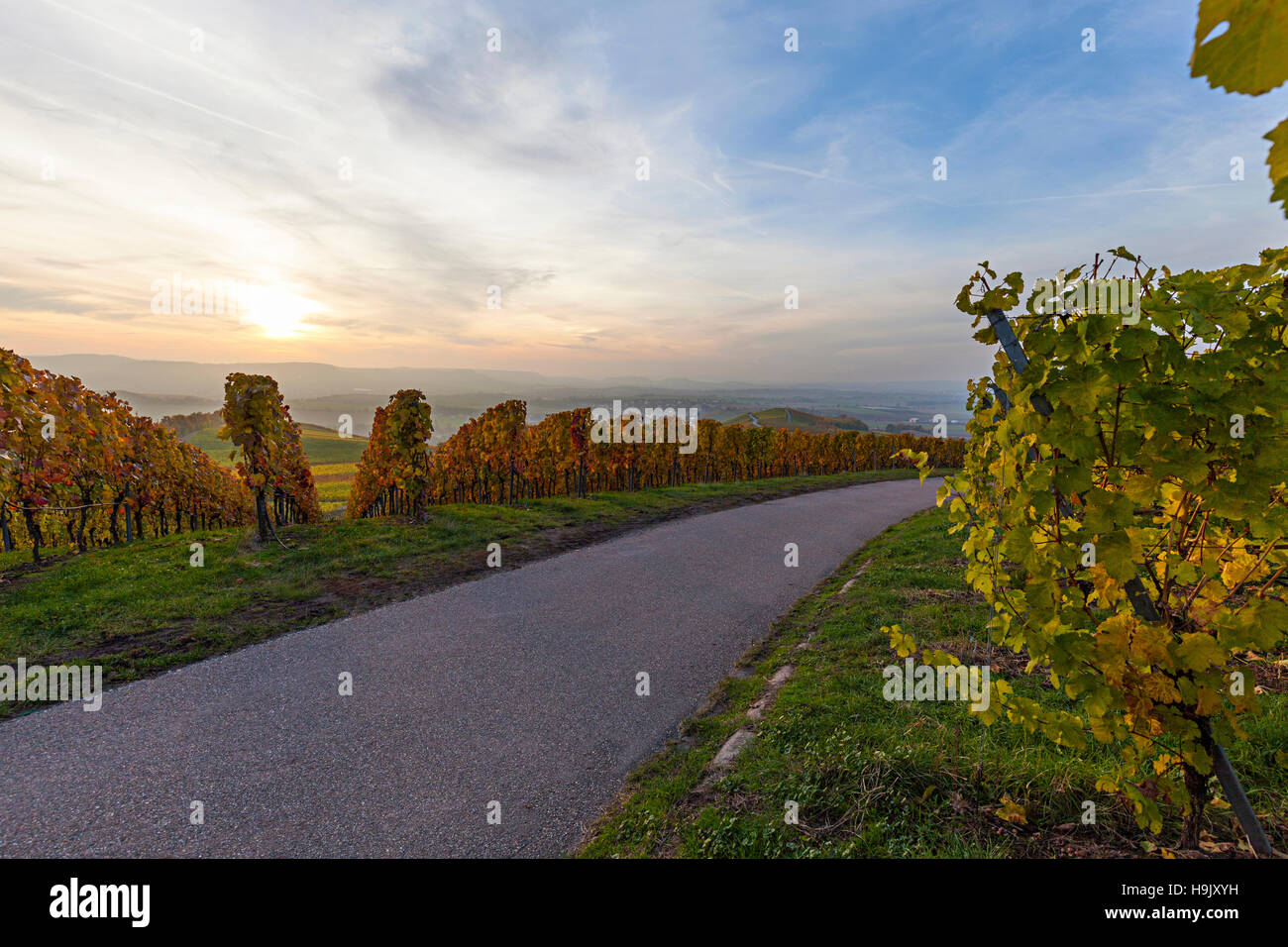 Germany, Baden-Wuerttemberg, Michelbach, vineyards in the evening Stock Photo