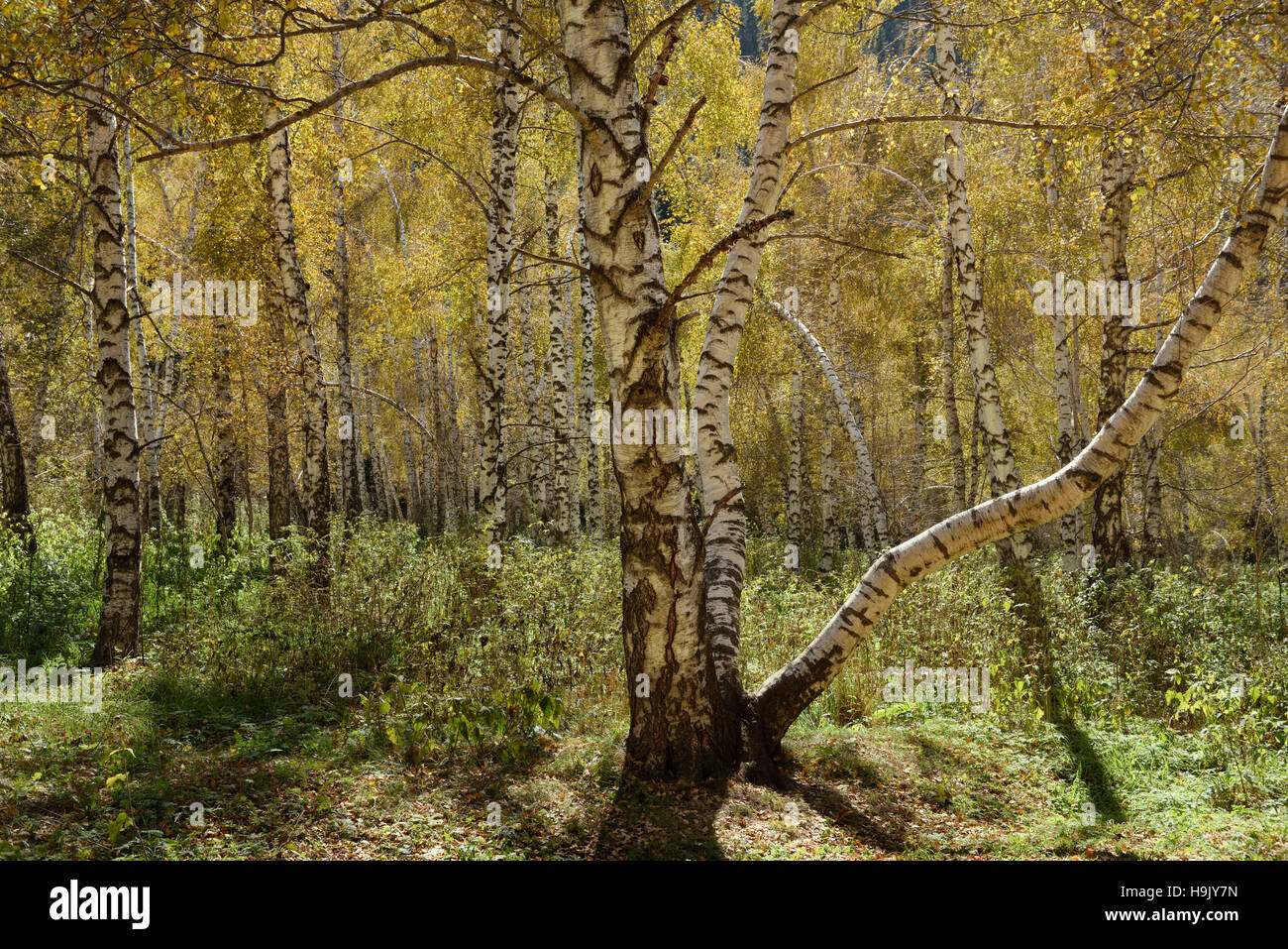 Birch tree lake hi-res stock photography and images - Alamy