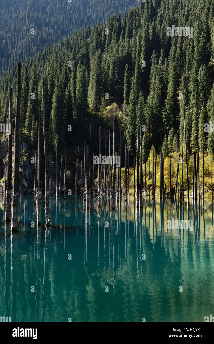 Asian Spruce forest at turquoise Lake Kaindy Kazakhstan in the Fall Stock Photo