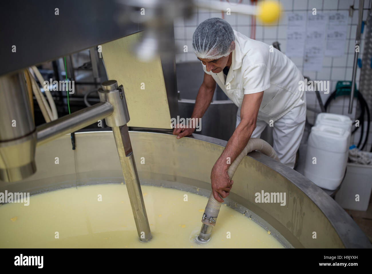 Cheese factory worker controlling curdling process Stock Photo Alamy