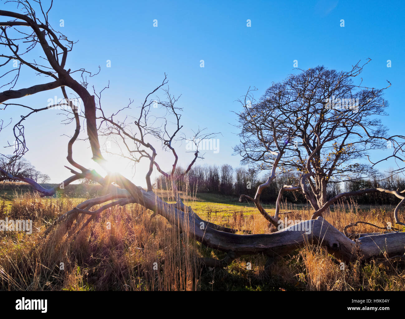 UK, Scotland, Lothian, Edinburgh, Landscape of the Craigmillar. Stock Photo