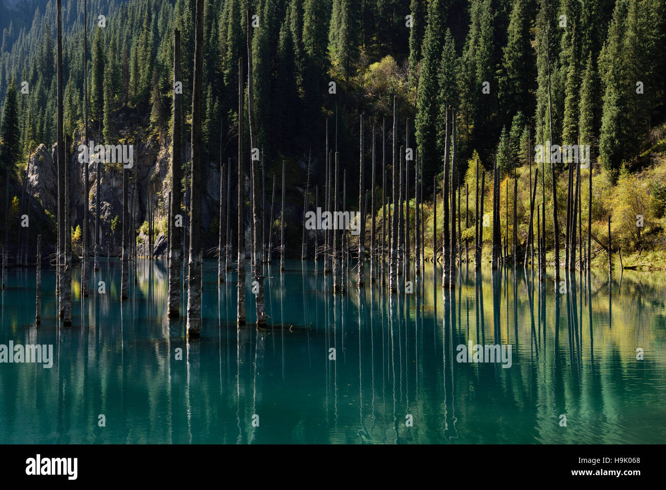 Asian Spruce tree reflections in turquoise water of Lake Kaindy with dead Spruce trees Kazakhstan Stock Photo
