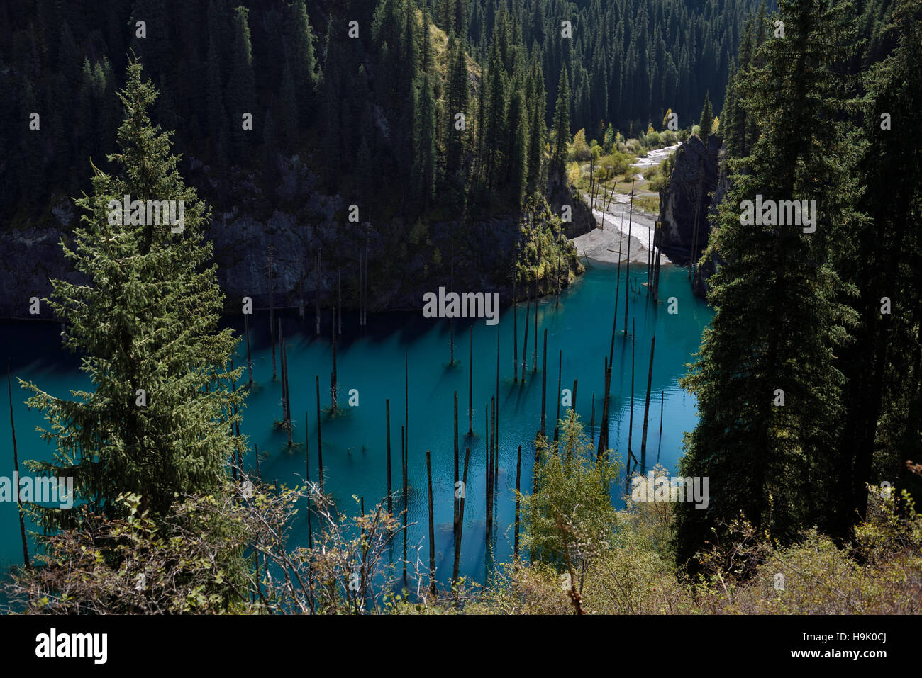 Kaindy river entering turquoise Lake Kaindy with dead Spruce trees in the Alatau mountains of Kazakhstan Stock Photo