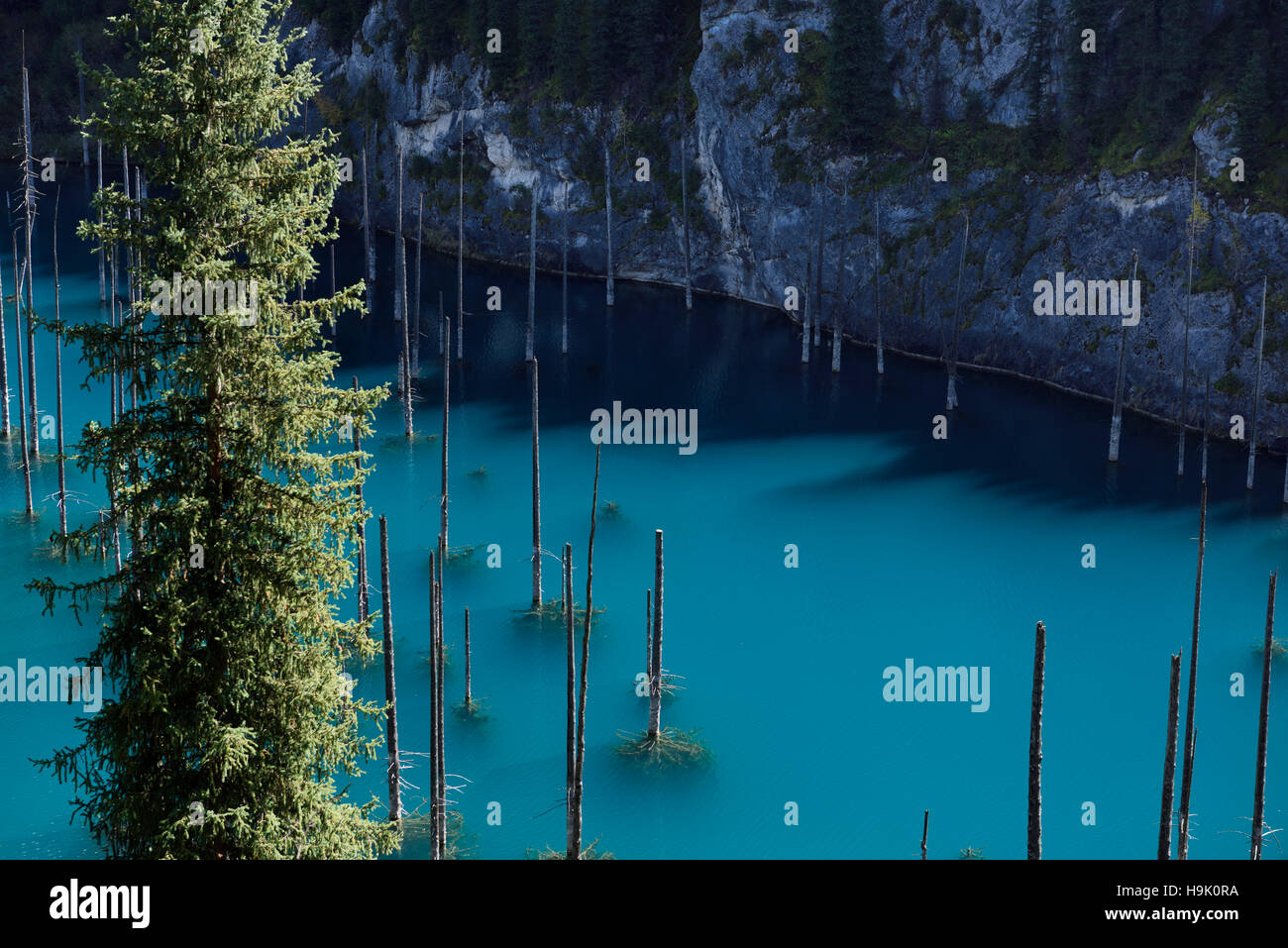 Turquoise Kaindy Lake with submerged Asian Spruce trees Kazakhstan Stock Photo
