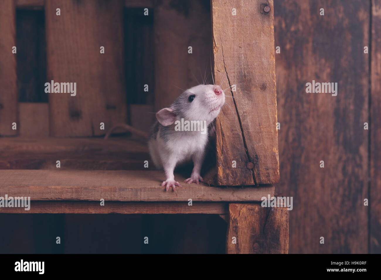Pet rat in wooden box Stock Photo