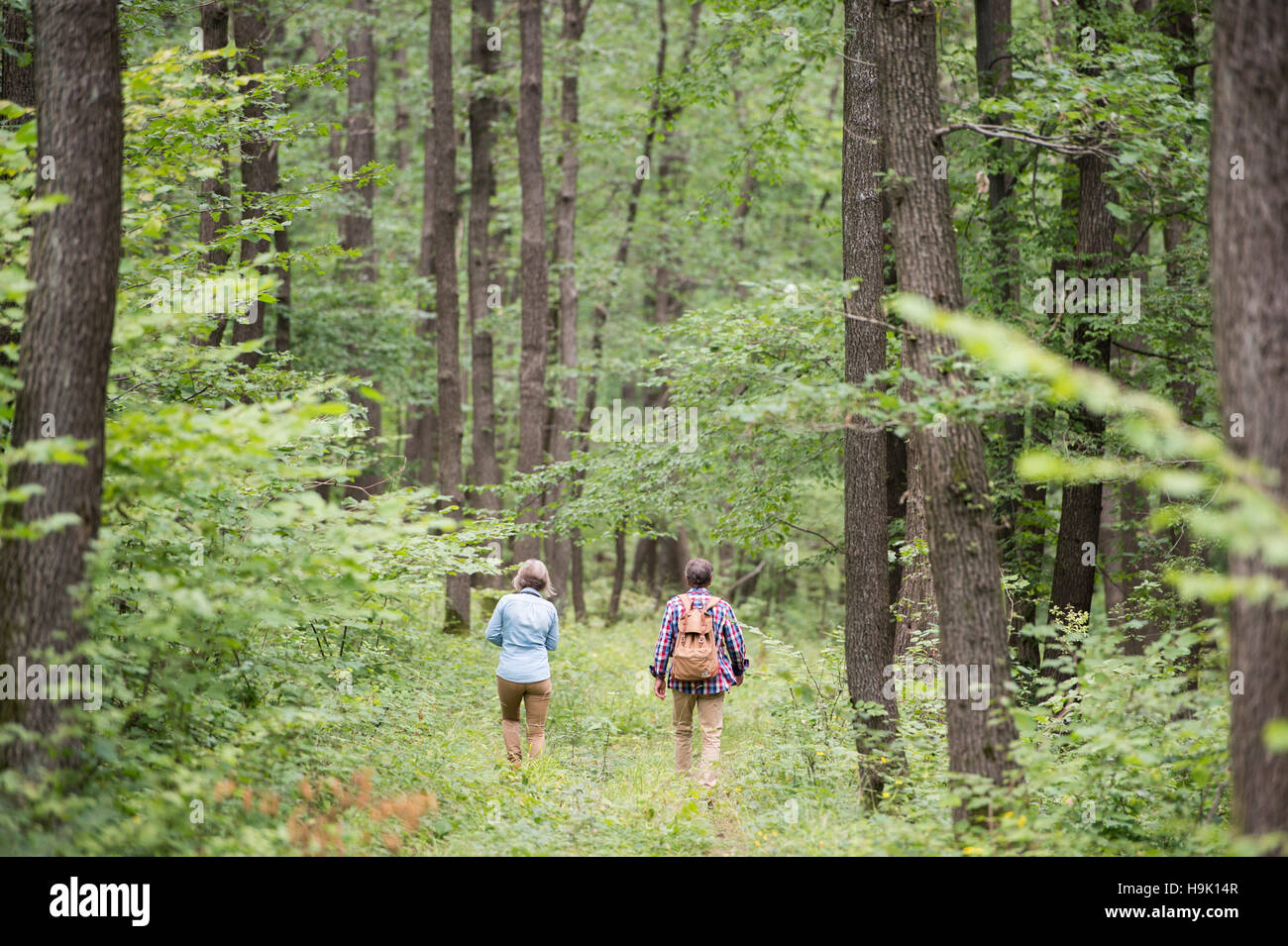 Back view of senior couple walking in the woods Stock Photo - Alamy