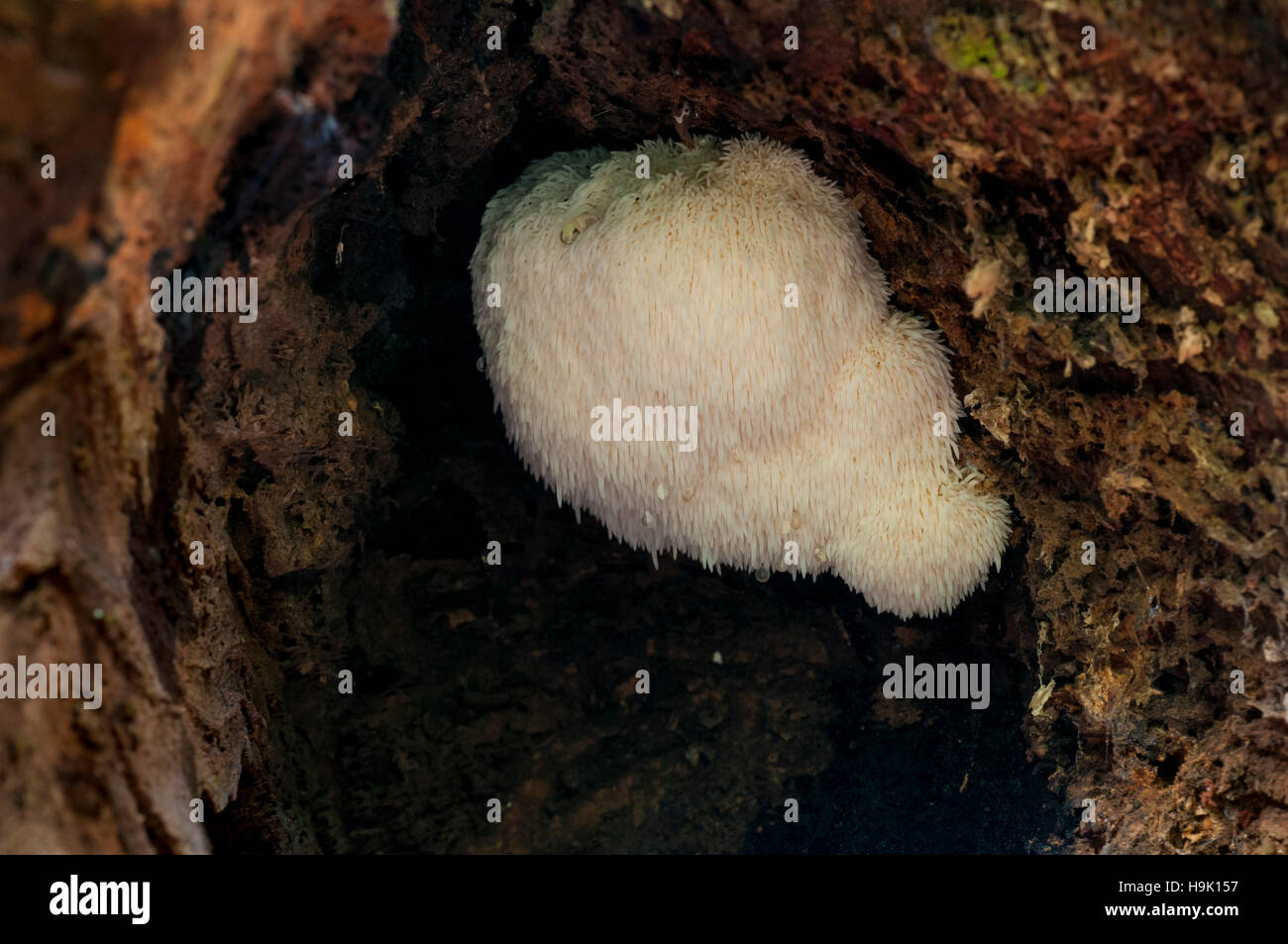 Fruiting body of the rare bearded tooth (Hericium erinaceus) fungus growing inside a hollow log in the New Forest, Hampshire. October. Stock Photo