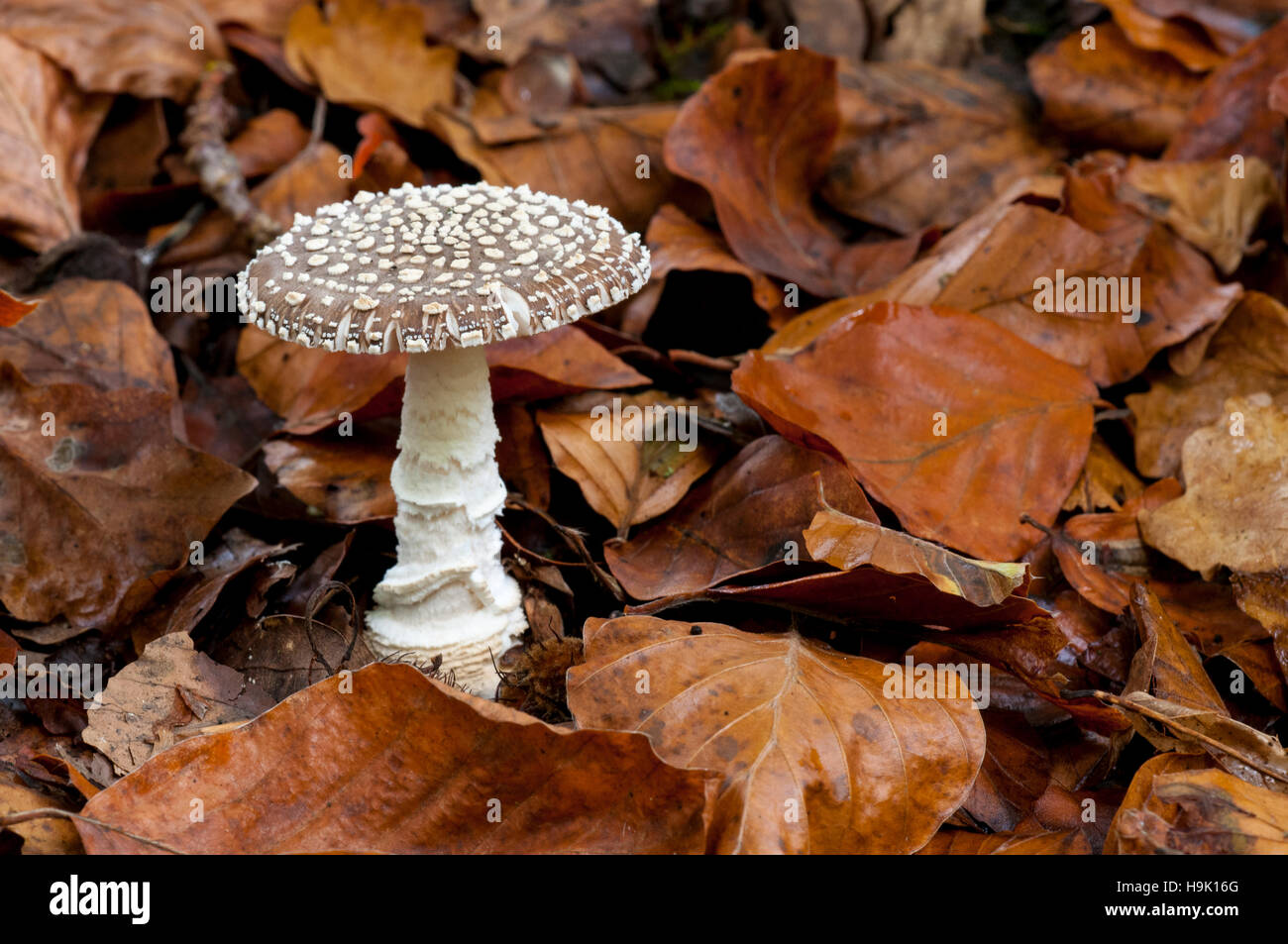 The fruiting body of a grey spotted amanita (Amanita excelsa var. spissa) growing amongst fallen beech leaves on the forest floor. The New Forest, Ham Stock Photo