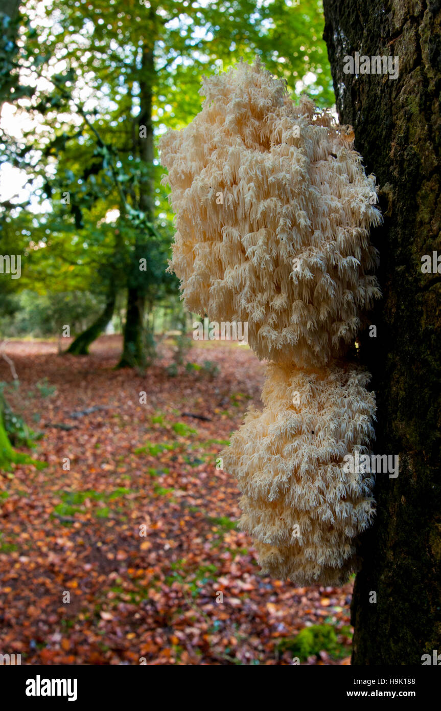 Fruiting body of the rare coral tooth (Hericium coralloides) fungus growing on the trunk of a tree in the New Forest, Hampshire. October. Stock Photo