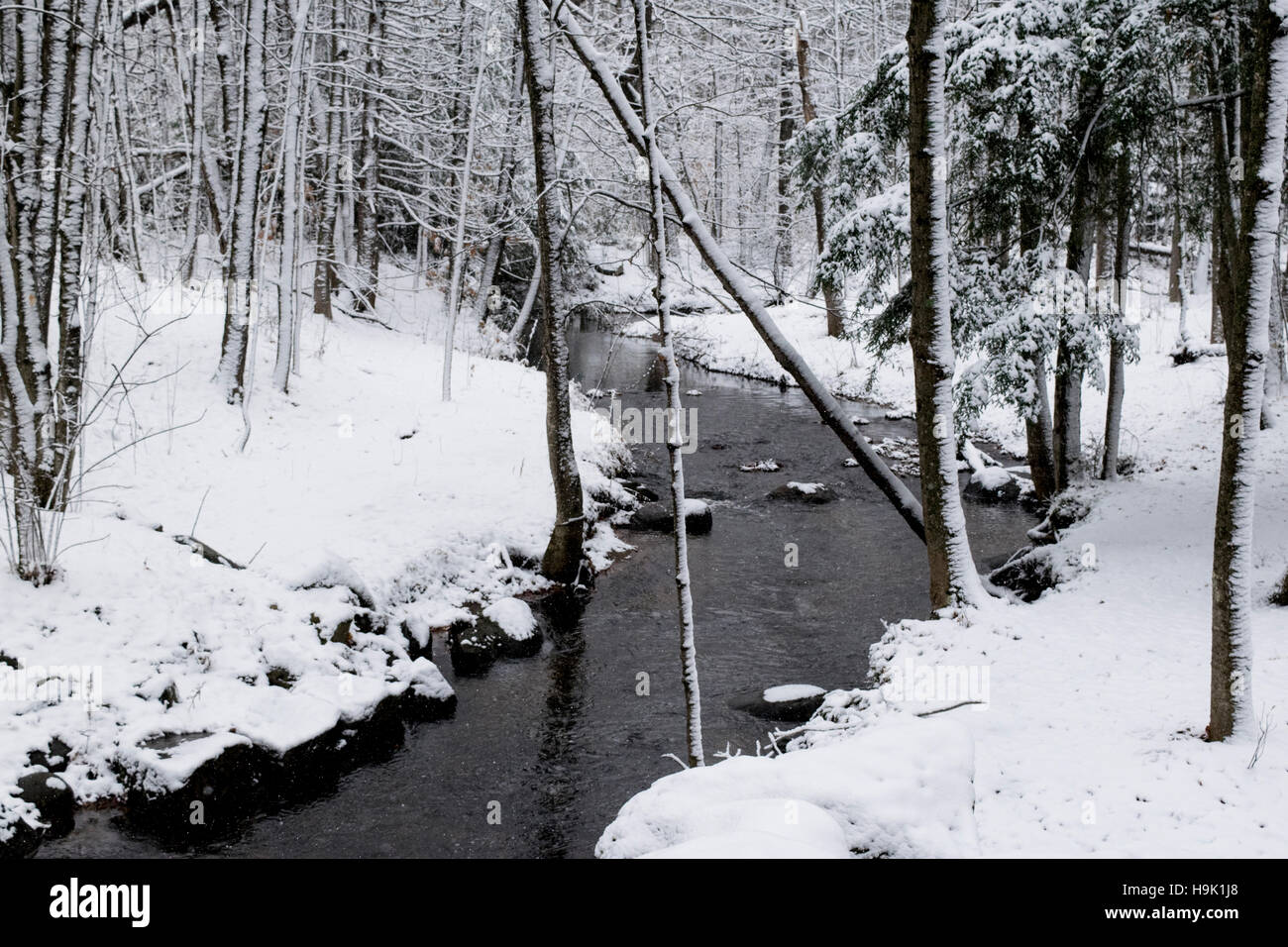 A stream wandering through the woods, on its way to the Ottawa River ...