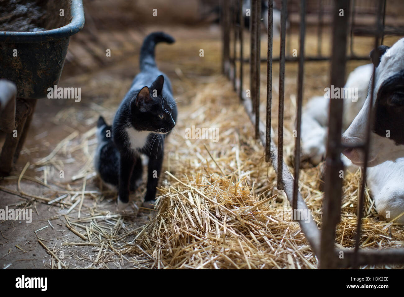 Cats and calf on farm Stock Photo