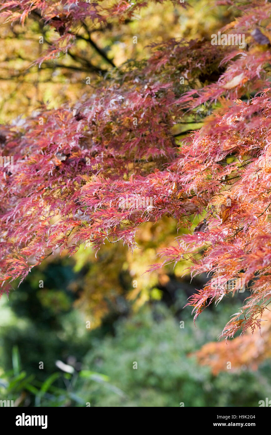 Acer palmatum 'Seiryu' leaves in Autumn. Stock Photo