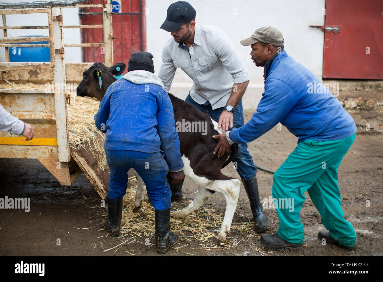 Men loading a calf on trailor Stock Photo