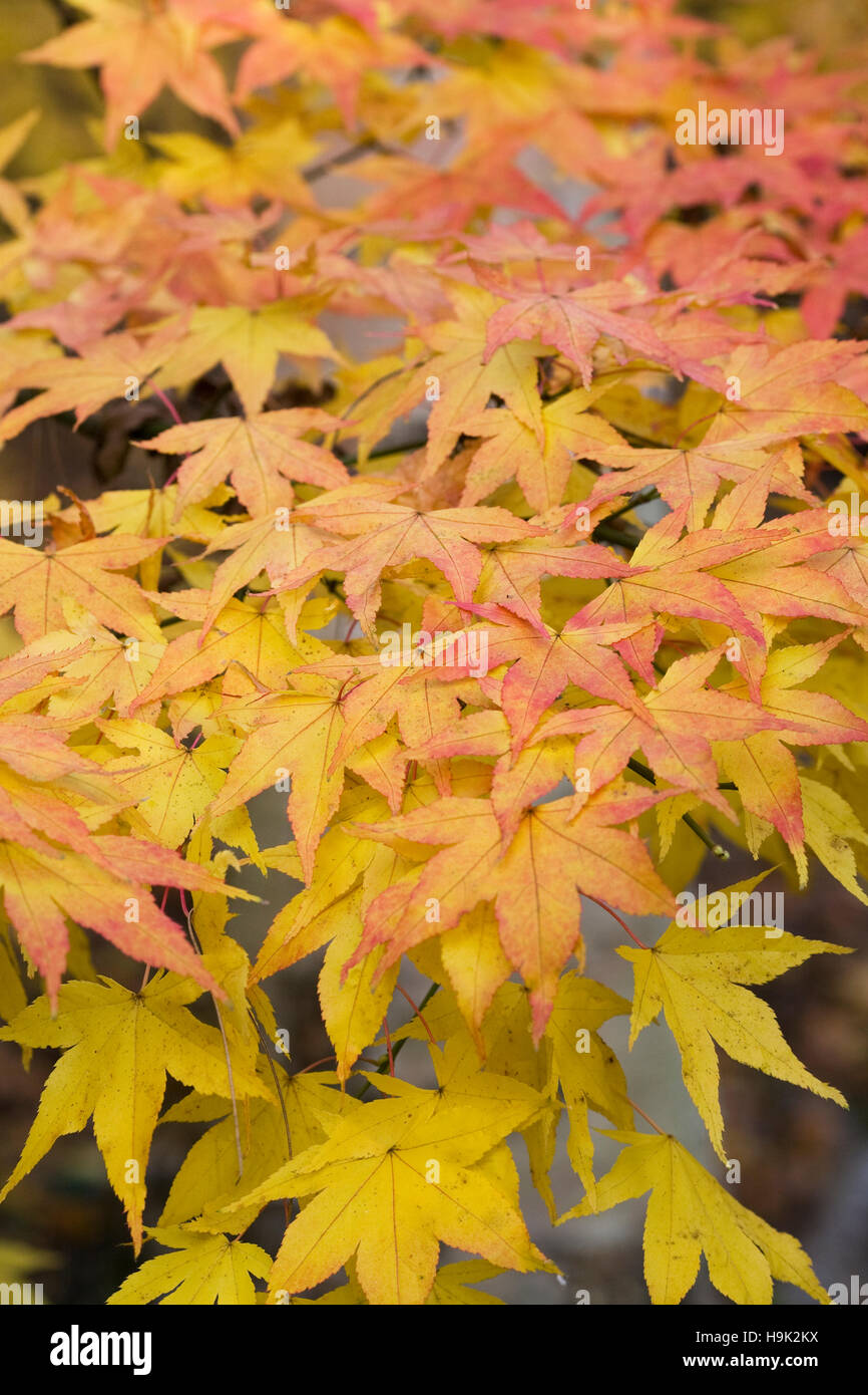 Acer palmatum 'Shigure zome' leaves in Autumn. Stock Photo