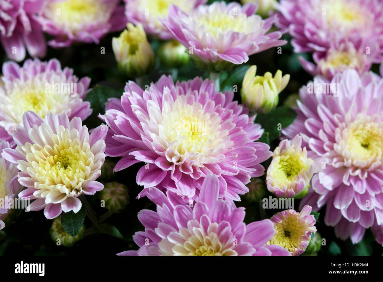 Chrysanthemum, close up Stock Photo - Alamy