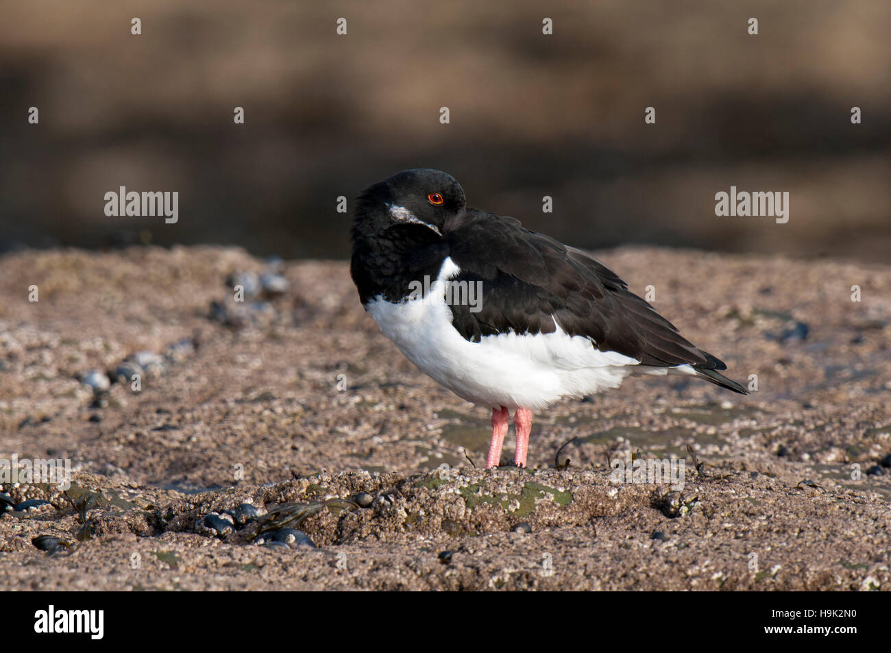 An oystercatcher (Haematopus ostralegus) adult in winter plumage ...