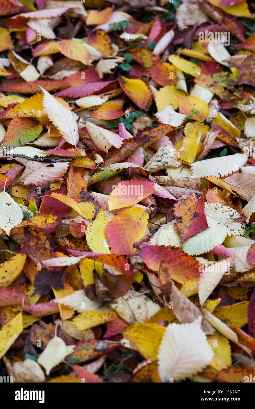 Colourful Autumn leaves. Stock Photo