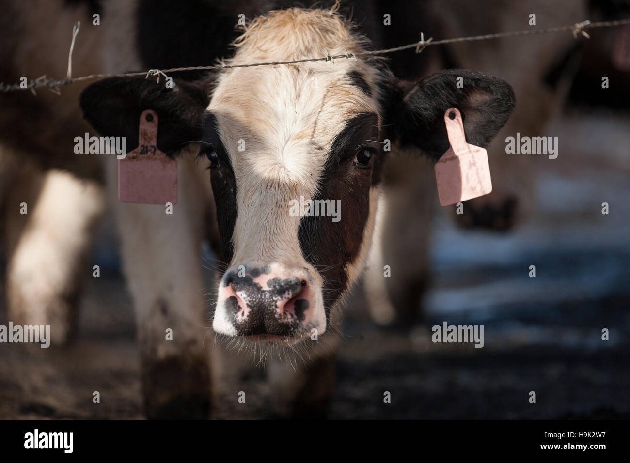 Portrait of cow on farm Stock Photo - Alamy