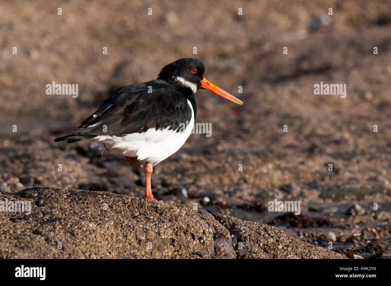 Filey brigg rocks hi-res stock photography and images - Alamy