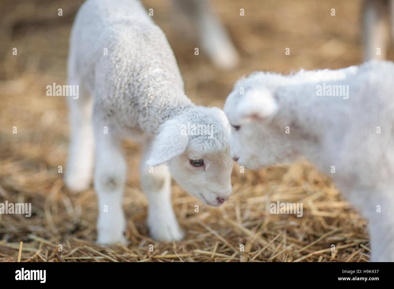 Two little lambs on sheep farm Stock Photo