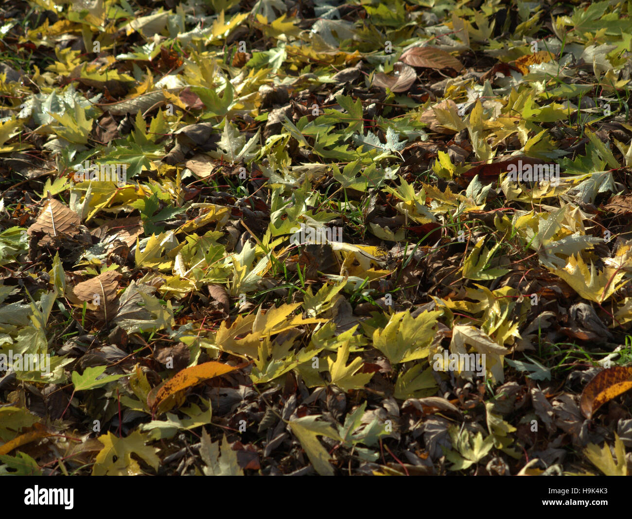 Abstract leaf backgrounds fallen leaves on the forest floor Stock Photo