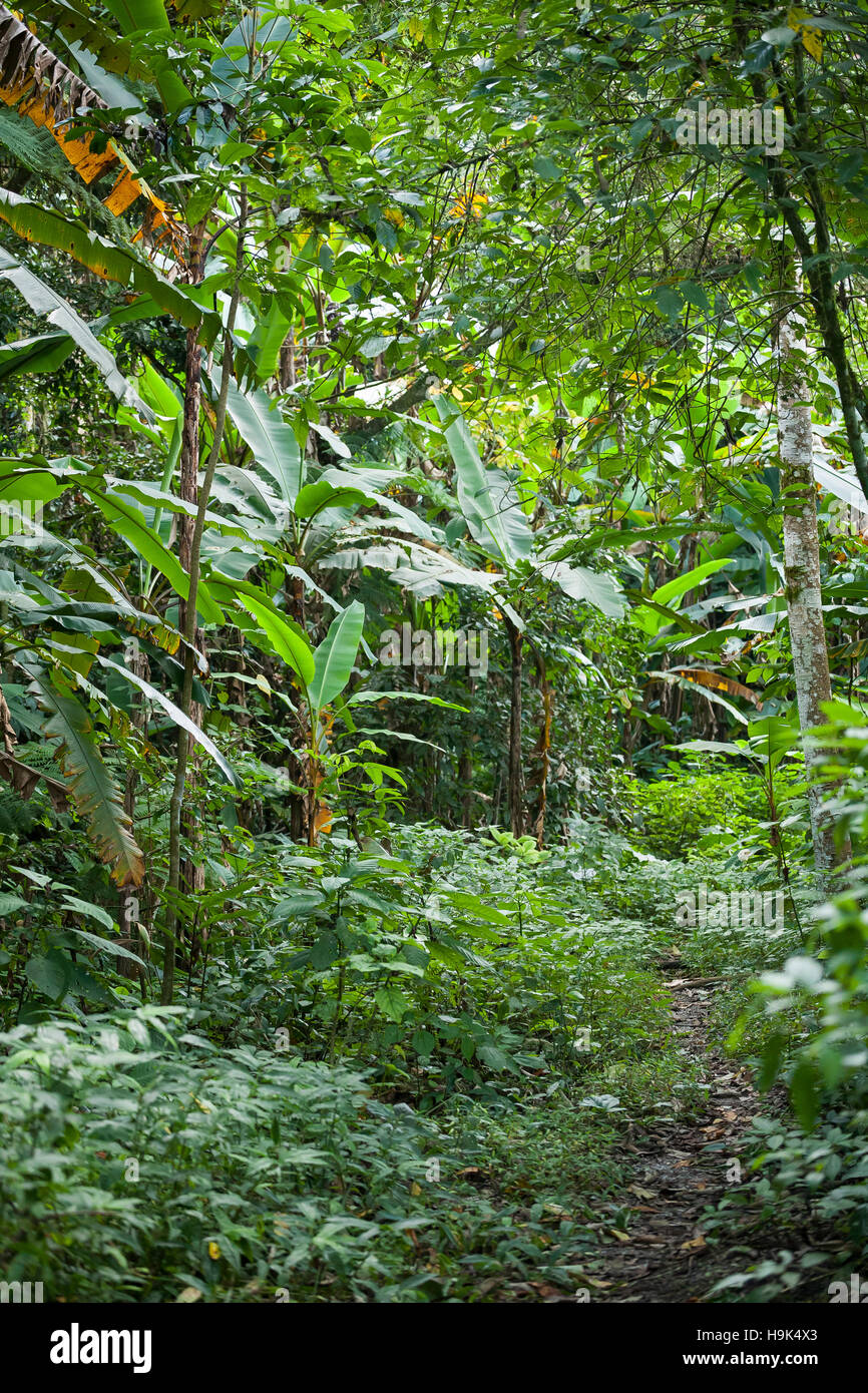 Thailand, Kamphaeng Phet, Mae Wong National Park, path through the jungle Stock Photo